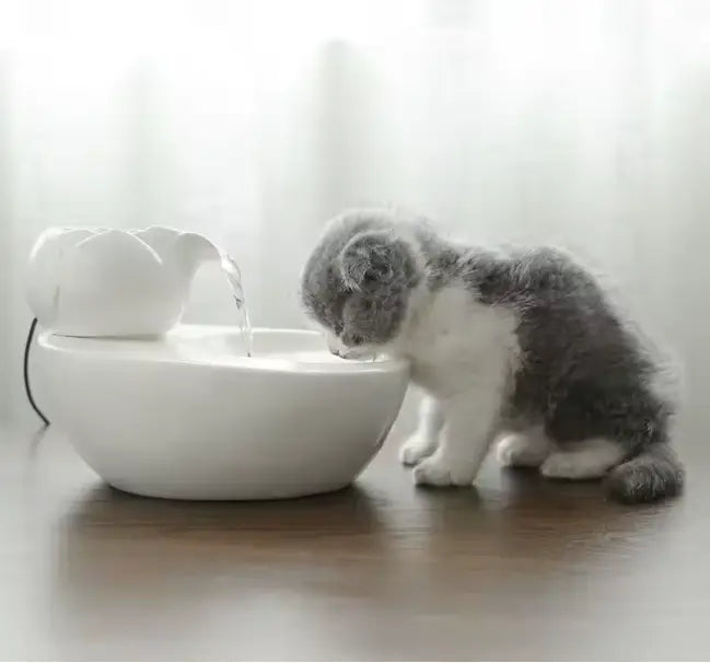 Fontaine à eau en céramique pour animaux